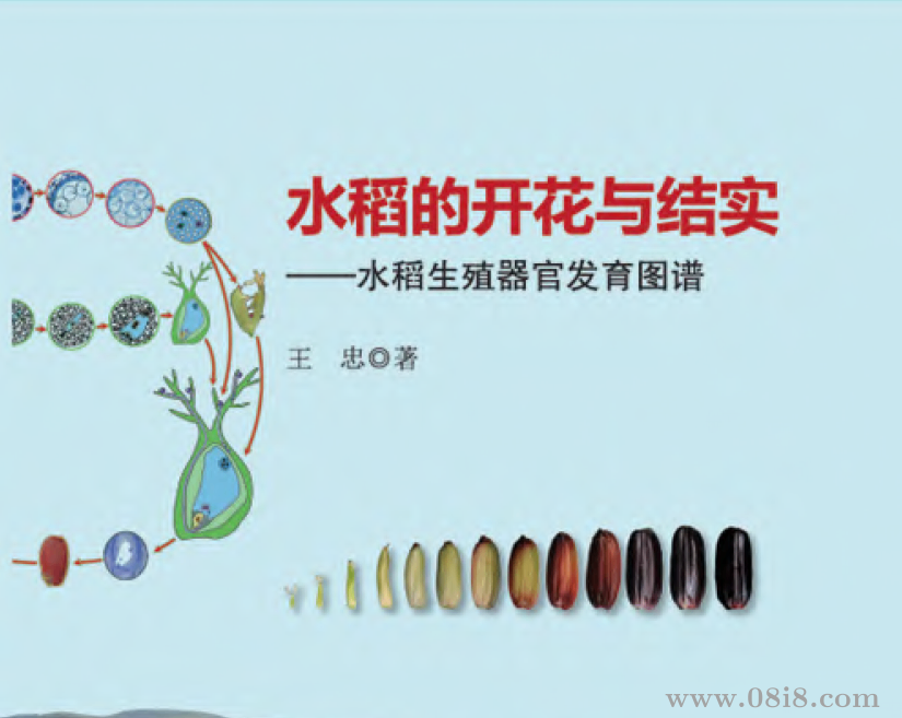 水稻的开花与结实——水稻生殖器官发育图谱