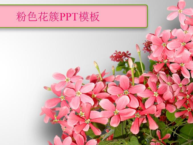 粉色花簇自然PPT模板