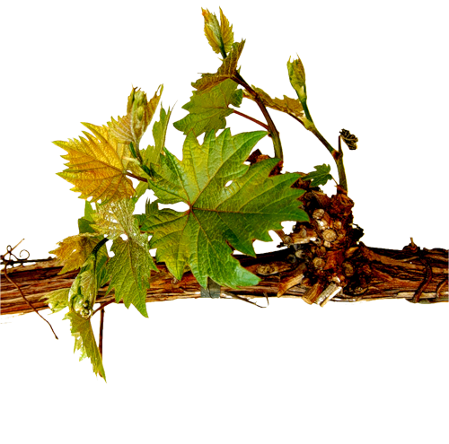 枯枝黄叶秋季植物藤蔓免扣png图片素材（60张）