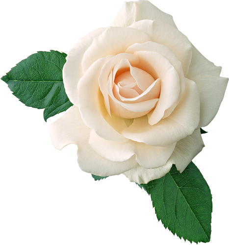 白玫瑰png图片