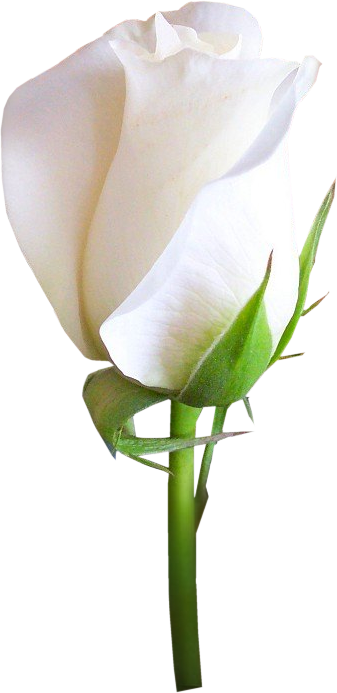 一束白玫瑰png图片