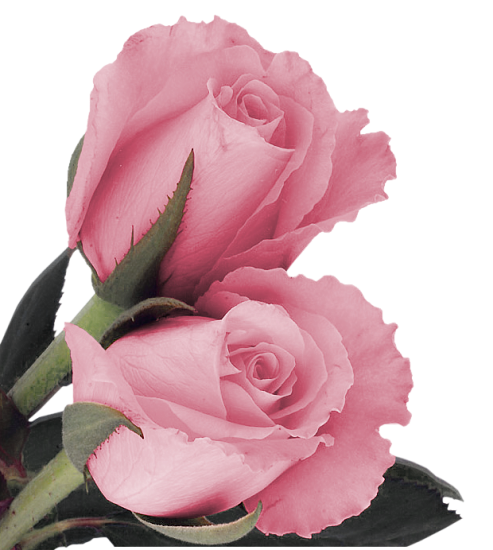 粉色的玫瑰png图片