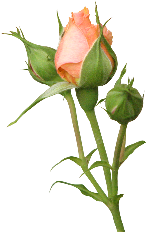 含苞欲放的玫瑰花png图片