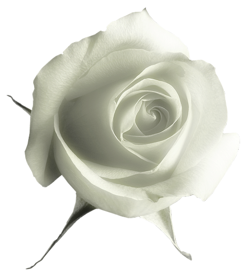 白玫瑰花朵png图片