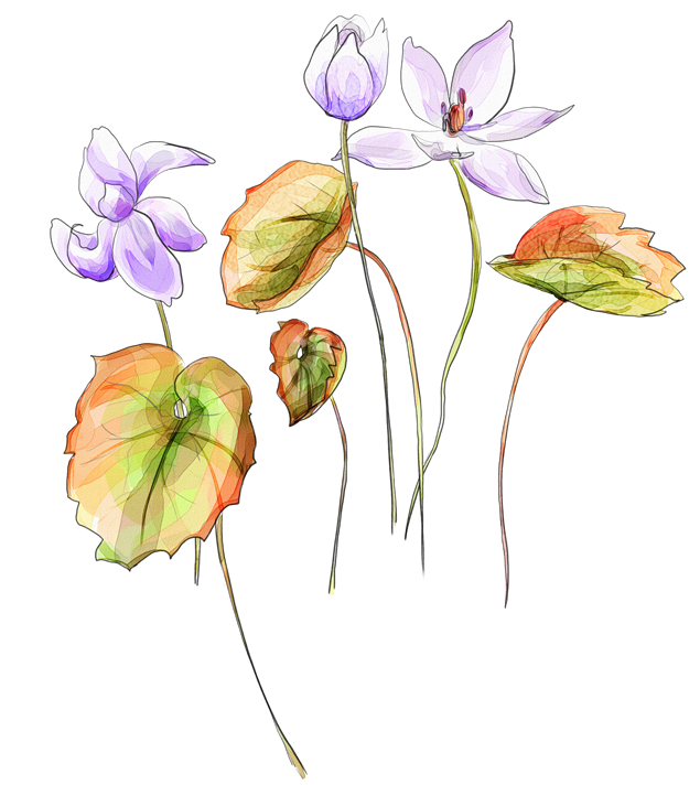 水彩心叶秋海棠png超高清图片