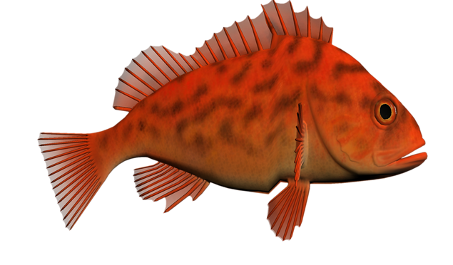 漂亮的鱼的高清png大图打包下载（上）