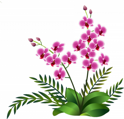 蝴蝶兰花朵png图片