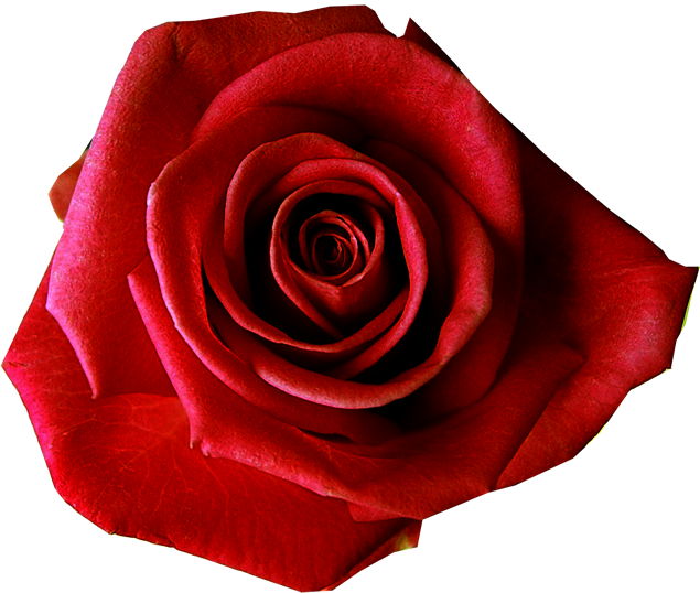 5张背景透明高清玫瑰花png图片